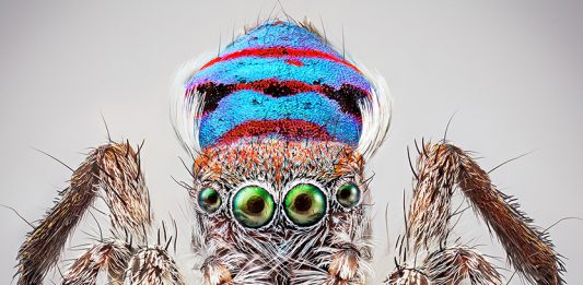 Australia, il nuovissimo mondo dell’arte. Al PAC di Milano Maria Fernanda Cardoso Australia PAC Milano