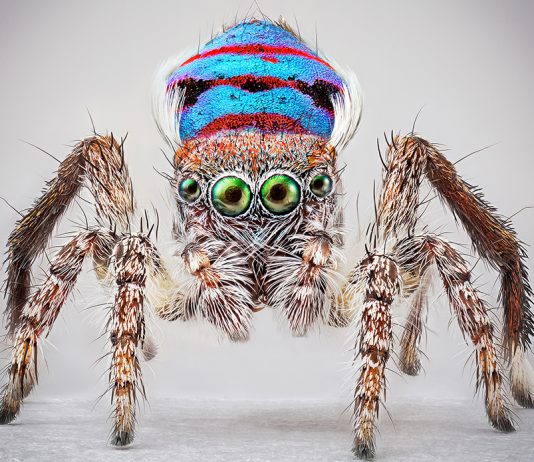 Australia, il nuovissimo mondo dell’arte. Al PAC di Milano Maria Fernanda Cardoso Australia PAC Milano