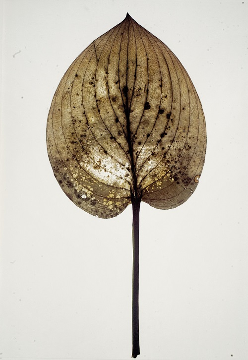  Nino Migliori, Herbarium, 1974, C-print vintage-unicum su supporto legno 100 x 70 cm © Fondazione Nino Migliori