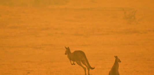 Incendi in Australia: i grandi studi di architettura in aiuto degli sfollati