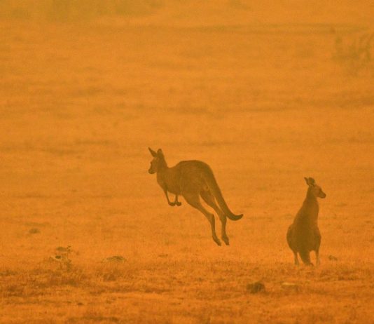 Incendi in Australia: i grandi studi di architettura in aiuto degli sfollati
