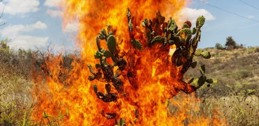 L’altra faccia del Messico. Pieter Hugo: La Cucaracha Burning Bush, Oaxaca de Juárez, 2018 © Pieter Hugo