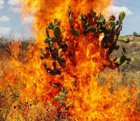 L’altra faccia del Messico. Pieter Hugo: La Cucaracha Burning Bush, Oaxaca de Juárez, 2018 © Pieter Hugo