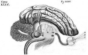 Cartesio, De Homine, The Nervous System. Diagram of the brain, 1662