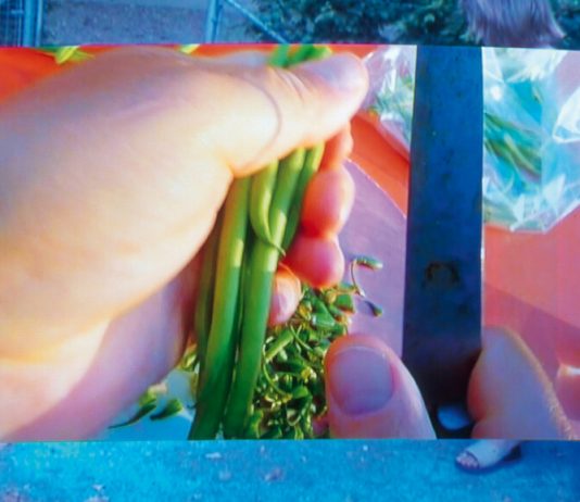 Hauser & Wirth, P420 e Continua: i progetti online