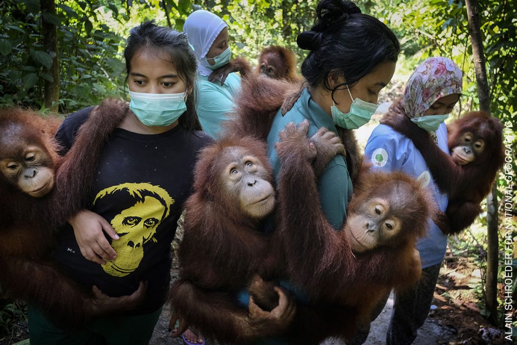 Saving Orangutans Alain Schroeder, Belgium, for National Geographic