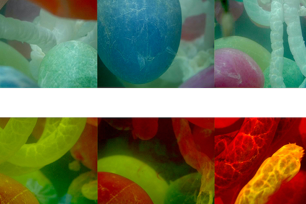 Chiara Lecca, “Bowels_, 2010, fotogrammi dal video, 5'30''. Courtesy l'artista e Galleria Fumagalli, Milano