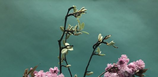 L’emergenza aguzza l’arte: i progetti a distanza di CRAC, Noero e Poleschi