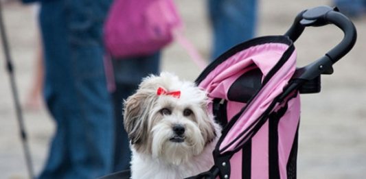 Nontatto. Note sulla non-vita nella solitudine di queste settimane cane nel passeggino