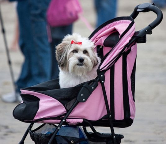 Nontatto. Note sulla non-vita nella solitudine di queste settimane cane nel passeggino