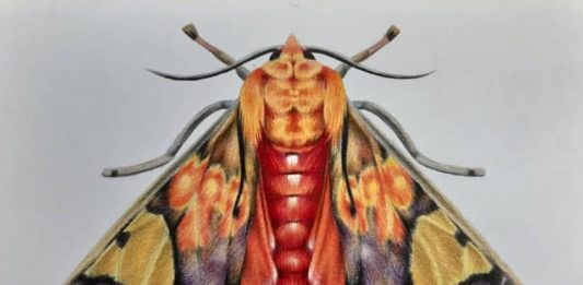 SUPA DIP, la lotteria artistica online per supportare Women’s Aid