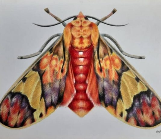 SUPA DIP, la lotteria artistica online per supportare Women’s Aid