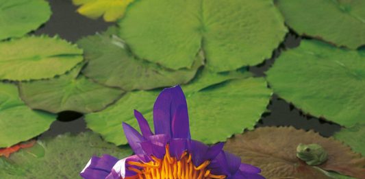 Anne Geddes in crisi: l’iconica fotografa dei primi ’00 ha bisogno di noi