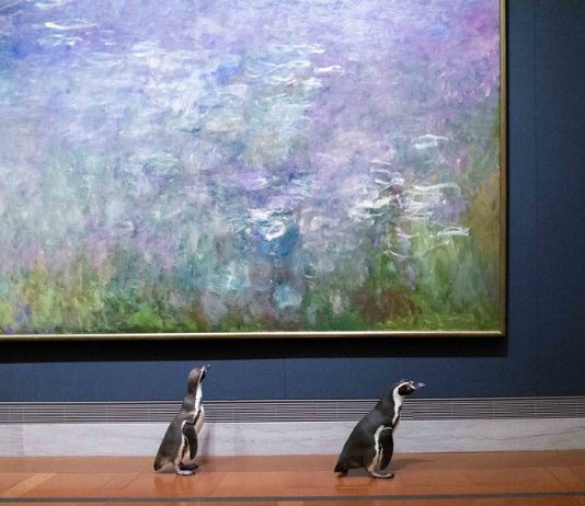 Tre pinguini in visita al museo Nelson-Atkins di Kansas City pinguini museo