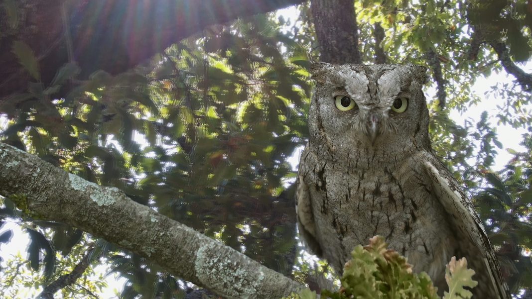 Flatform, History of a tree, alla Fondazione Sandretto