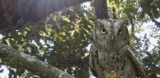 Da Tricase a Torino, un albero speciale alla Fondazione Sandretto Flatform, History of a tree, alla Fondazione Sandretto