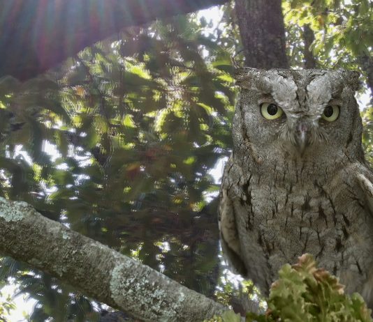 Da Tricase a Torino, un albero speciale alla Fondazione Sandretto Flatform, History of a tree, alla Fondazione Sandretto