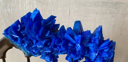 Casa Spina: Natura, Uomo, Covid-19. Intervista a Francesca Romana Pinzari