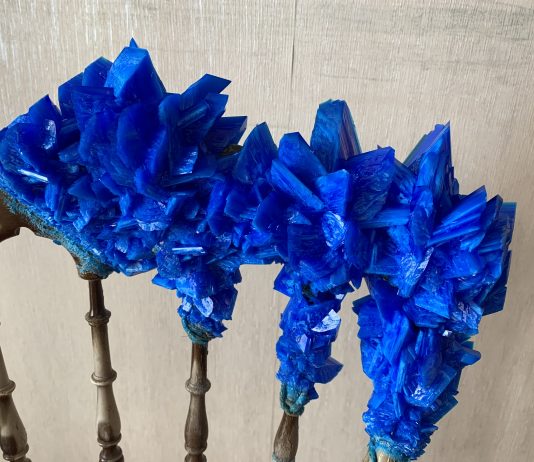 Casa Spina: Natura, Uomo, Covid-19. Intervista a Francesca Romana Pinzari