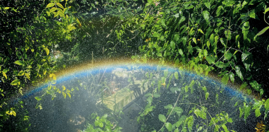 Una raccolta fondi artistica per proteggere la foresta amazzonica