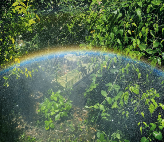 Una raccolta fondi artistica per proteggere la foresta amazzonica