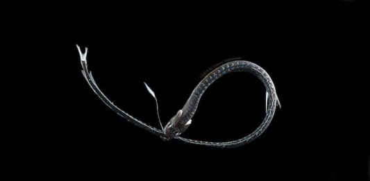 Svelato il mistero dei pesci oceanici dalla pelle ultra-nera, anzi, Vantablack