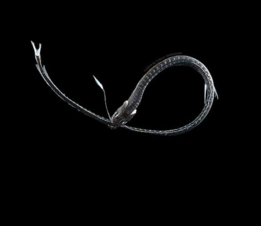 Svelato il mistero dei pesci oceanici dalla pelle ultra-nera, anzi, Vantablack