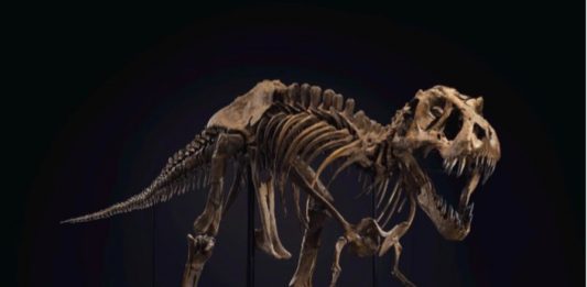 Stan, un T-Rex contemporaneo all’asta di Christie’s Lo scheletro del T-Rex venduto all'Evening Sale di Christie's del prossimo 6 ottobre