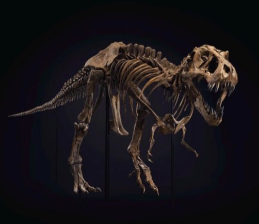 Stan, un T-Rex contemporaneo all’asta di Christie’s Lo scheletro del T-Rex venduto all'Evening Sale di Christie's del prossimo 6 ottobre