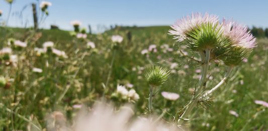 Venezia77. Fiori fulminei e intensi: il corto di Luca Guadagnino Fiori, Fiori, Fiori, foto di Alessio Bolzoni