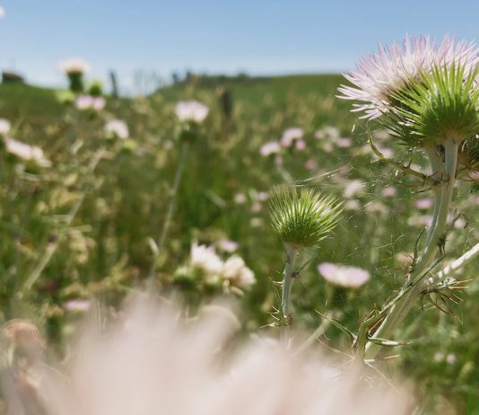Venezia77. Fiori fulminei e intensi: il corto di Luca Guadagnino Fiori, Fiori, Fiori, foto di Alessio Bolzoni