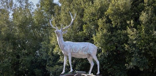 Back to Nature a Villa Borghese. Intervista a Costantino D’Orazio