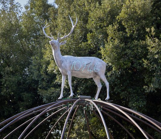 Back to Nature a Villa Borghese. Intervista a Costantino D’Orazio