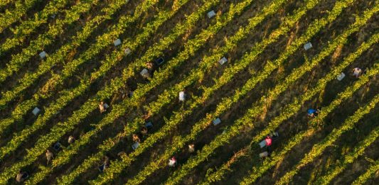 Pandolfini per San Patrignano: il buono che fa bene