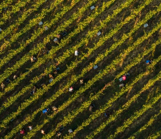 Pandolfini per San Patrignano: il buono che fa bene