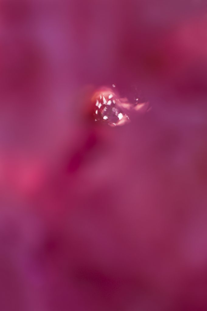 Masa Bajc, Cherry Blossom, 2014, fotografia, 100X67 cm