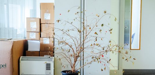 Nelle fotografie di Ricky Adam, le piante da ufficio abbandonate durante il lockdown