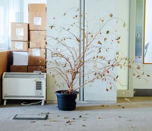 Nelle fotografie di Ricky Adam, le piante da ufficio abbandonate durante il lockdown