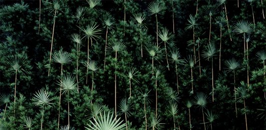 MIA Photo Fair: il Premio BNL BNP Paribas assegnato a Nils-Udo Nils-Udo, Sequoia Piece Vancouver, 1 di 5, 124 x 124, 2012