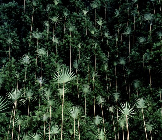 MIA Photo Fair: il Premio BNL BNP Paribas assegnato a Nils-Udo Nils-Udo, Sequoia Piece Vancouver, 1 di 5, 124 x 124, 2012