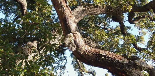History of a Tree: il più anziano del Salento racconta la sua storia