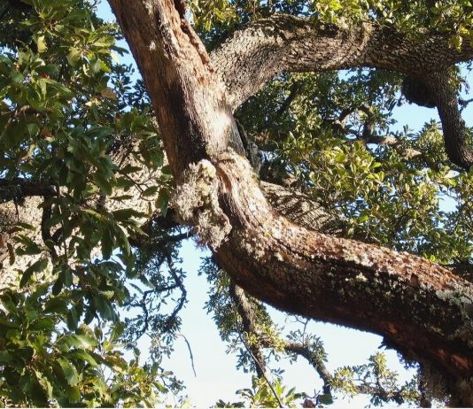History of a Tree: il più anziano del Salento racconta la sua storia