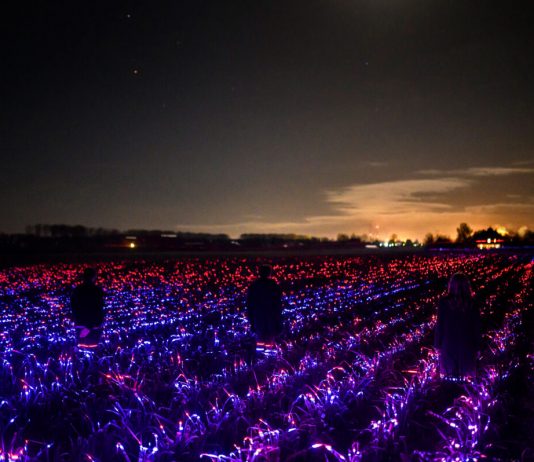 GROW: l’opera di Daan Roosegaarde a Rotterdam