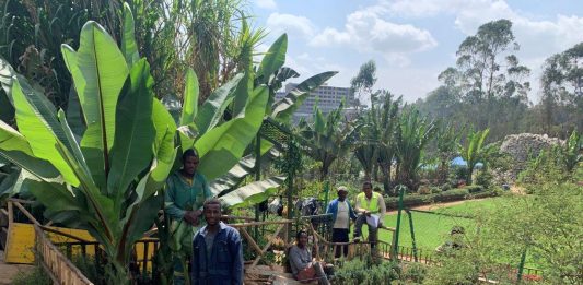 Di ponti e di erbari: il progetto di Eugenio Tibaldi ad Addis Abeba