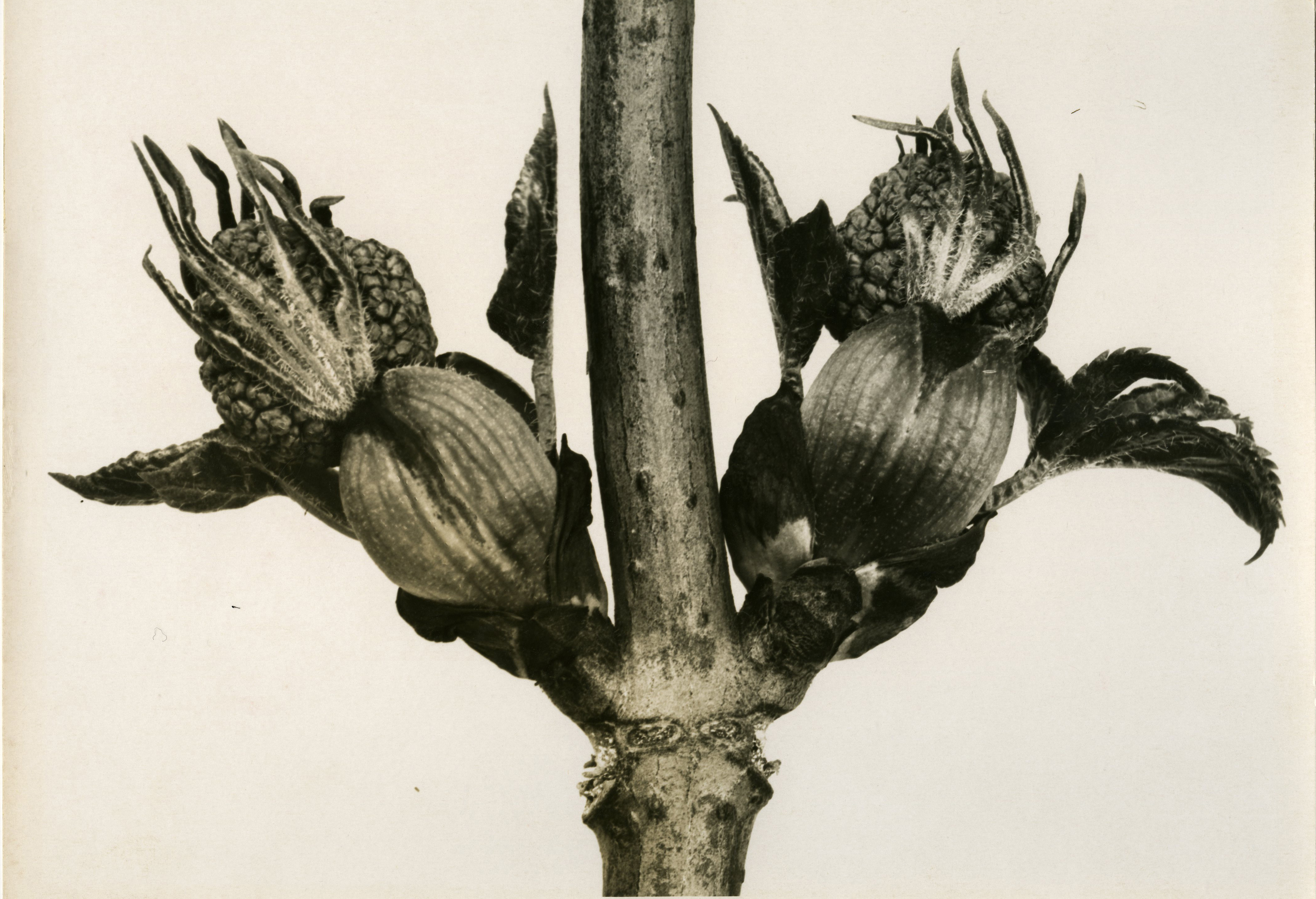 Ernst Fuhrmann, Caprifoliaceae Sambucus niger. Sambuco, 1930 ca