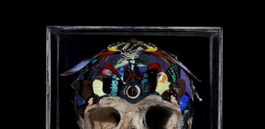 Mirabilia da Cambi: all’asta dinosauri e altre cose straordinarie