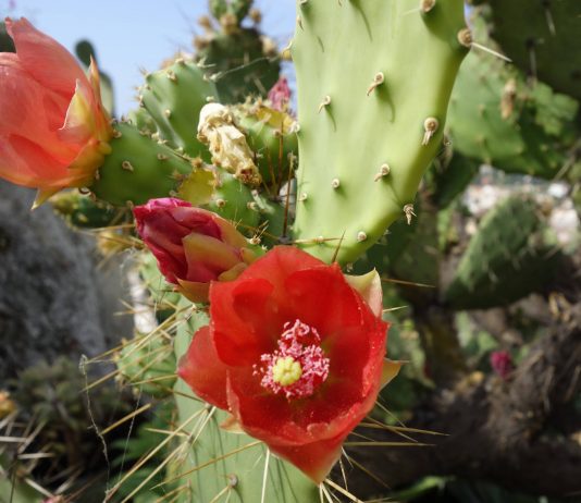 Stratificazione e memoria, Paolo Parisi a BUILDING
