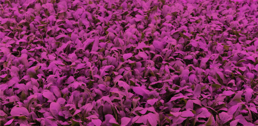 I fotografi italiani per un nuovo mondo sostenibile, agli ISPA Award 2021