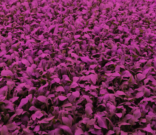 I fotografi italiani per un nuovo mondo sostenibile, agli ISPA Award 2021