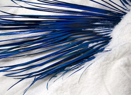 OSANNA (!), Alessio Barchitta – spazioSERRA